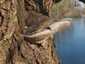 Parázstapló (Phellinus igniarius), Miskolctapolca